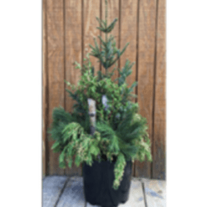 Outdoor Evergreen Planter (32”)
